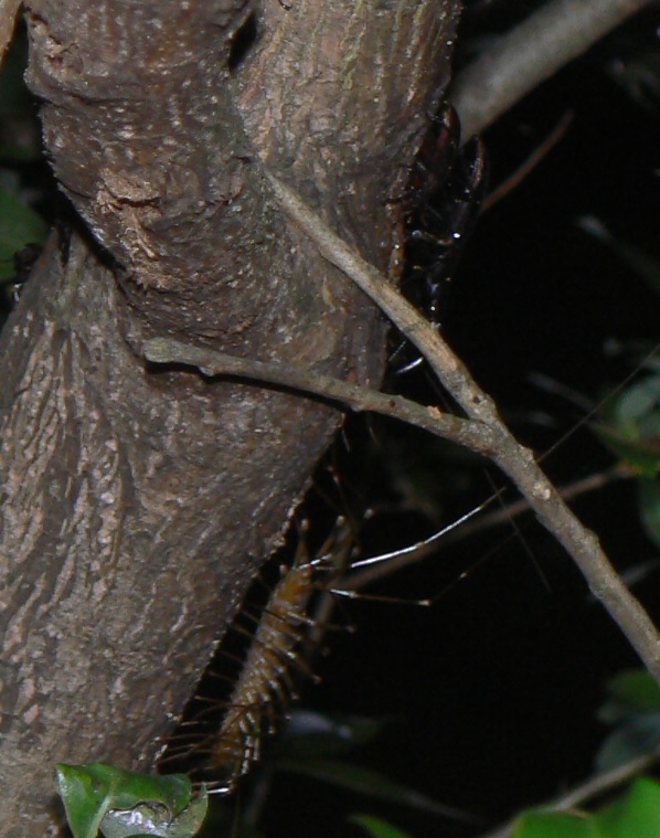 川縁のヤナギ(左)_ノコギリクワガタ1ペアとオオゲジ_2021年6月22日20時5分頃 気温24度